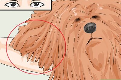 How to Identify a Puli