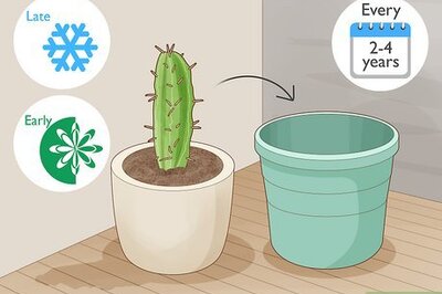 How to Repot a Cactus
