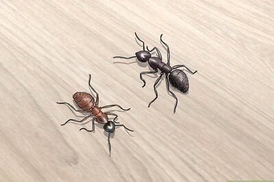 How to Kill Carpenter Ants
