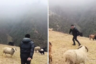 You Don't See Will Smith Jumping Over Sheep Everyday, This Video Might Be It