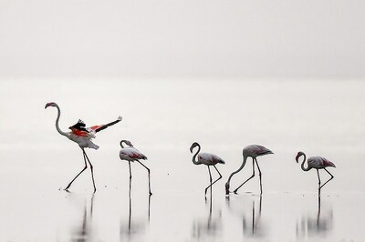 Nearly 17,000 Migratory Birds Dead in Rajasthan's Sambhar Lake after Rare Nerve Disease Break Out