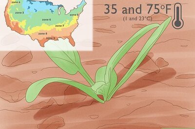 How to Grow Spinach