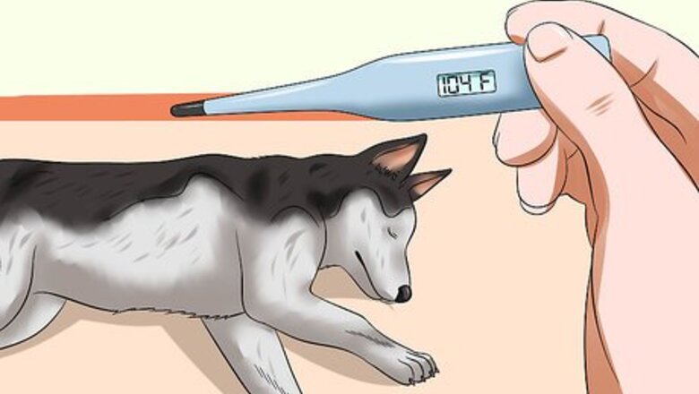 How to Treat Canine Infectious Hepatitis