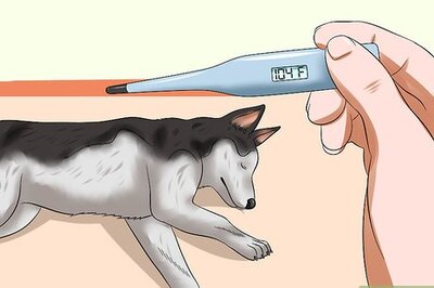 How to Treat Canine Infectious Hepatitis