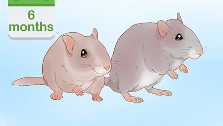 How to Breed Gerbils