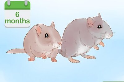 How to Breed Gerbils