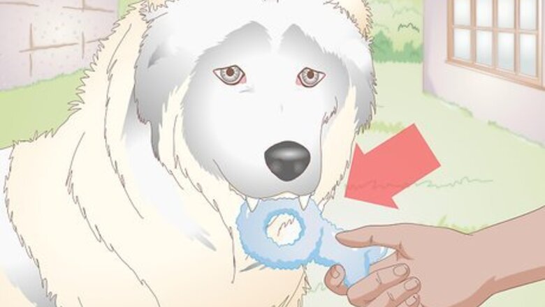 How to Choose Tartar Control Dog Treats