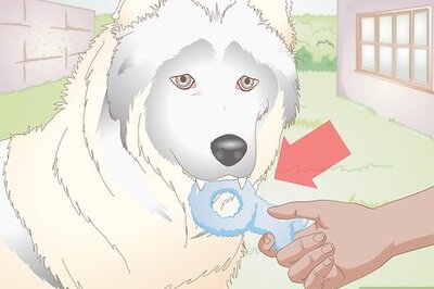 How to Choose Tartar Control Dog Treats