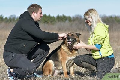 How to Use a Prong Collar on Dogs