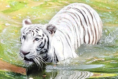 Relocation of White Tiger delayed as CZA rejects proposed vet hospital design