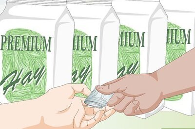 How to Feed a Guinea Pig a Well Balanced Meal