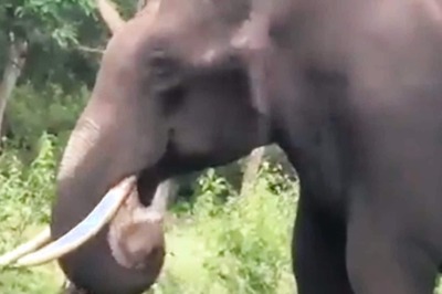 IAS Officer Shares Video of Elephant Chewing Plastic, Netizens Angered