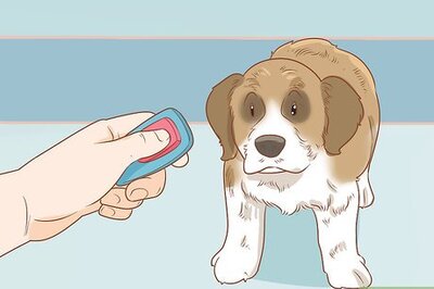 How to Train a Saint Bernard Puppy