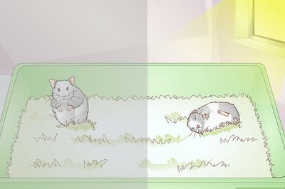 How to Get a Hamster to Sleep