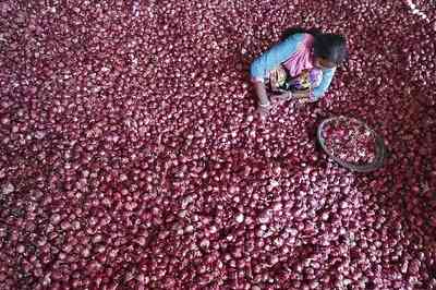 Wholesale onion prices jump to Rs 57 per kg at Lasalgaon