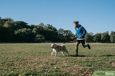 How to Get Your Dog to Drink Water: Natural Motivation & Tricks