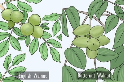 How to Identify Walnut Trees