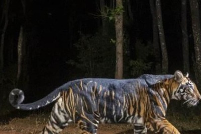 'Nature is Amazing': Photos of Rare Black Tiger Found in Odisha Mesmerise Wildlife Lovers