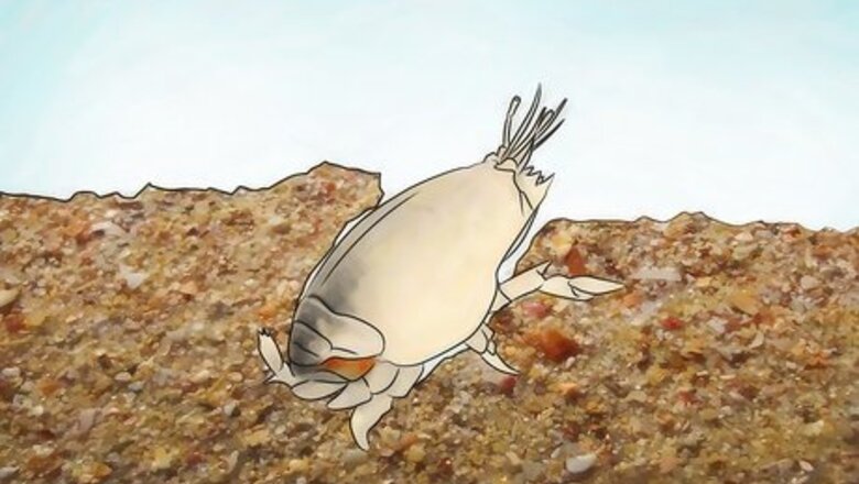 How to Feed Sand Crabs