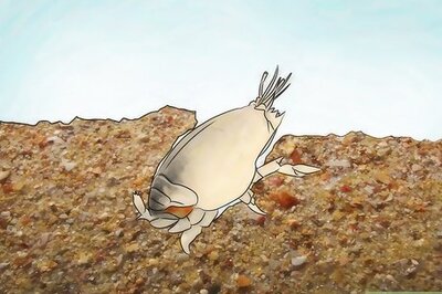 How to Feed Sand Crabs