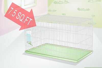 How to Exercise Your Guinea Pig