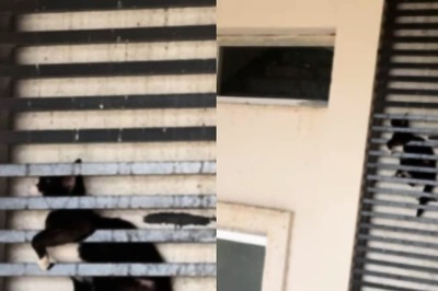Watch: Dramatic Rescue Of Cat Stuck In Grill Of 20-storey Building In Chennai