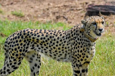 Second Batch of 12 Cheetahs Likely to Arrive at Kuno National Park This Month