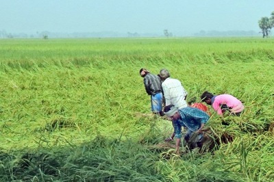 Govt Hikes Paddy MSP by Rs 72 Per Quintal to Rs 1,940 for 2021-22 Crop Year