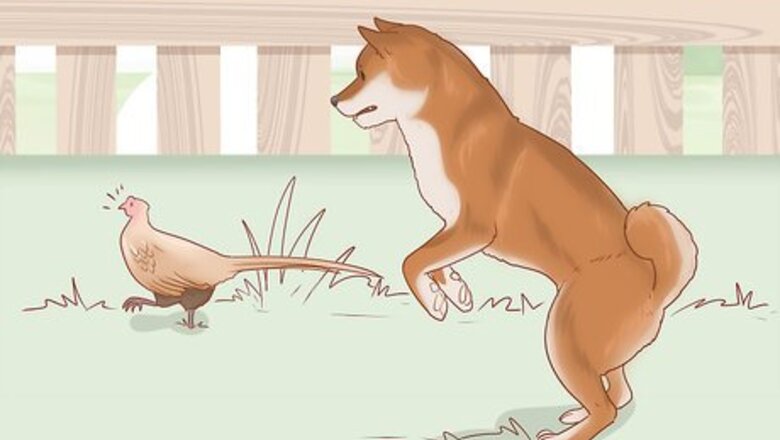 How to Choose a Shiba Inu Puppy