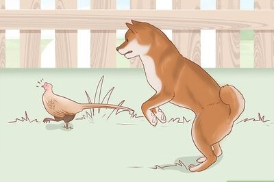 How to Choose a Shiba Inu Puppy