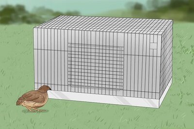 How to Keep Multiple Button Quail