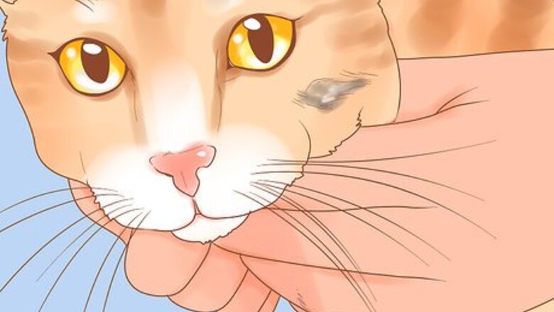 How to Recognize Skin Cancer in Cats