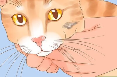 How to Recognize Skin Cancer in Cats