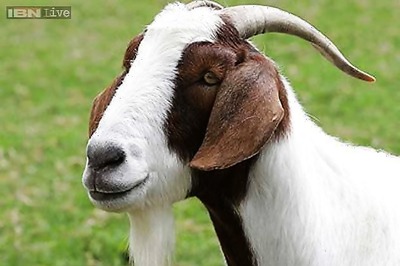 Meet a goat named Shah Rukh in 'Bakrapur'