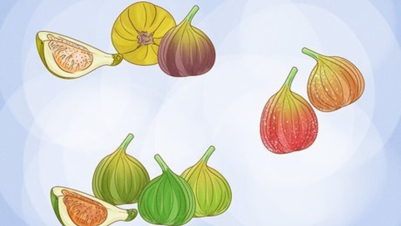 How to Grow Figs