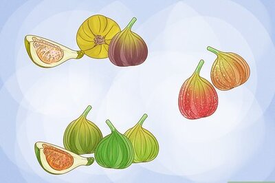 How to Grow Figs