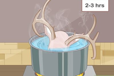 How to Clean a Deer Skull