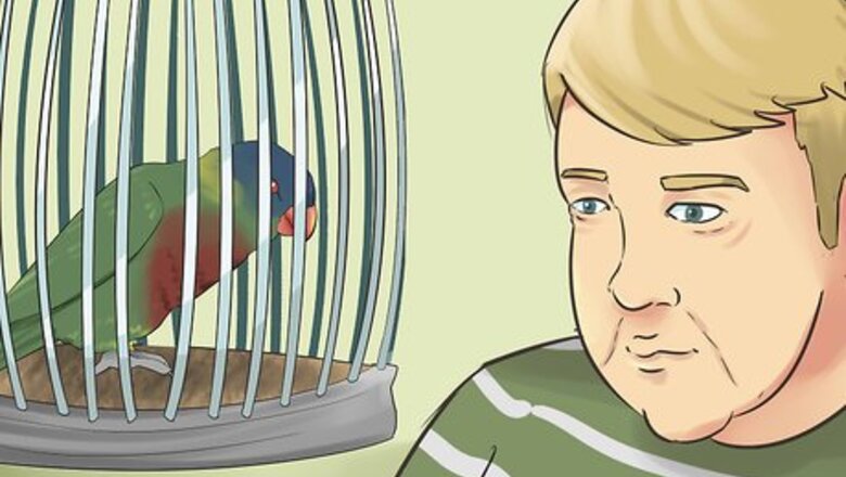 How to Socialize a Lory or Lorikeet