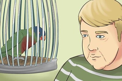How to Socialize a Lory or Lorikeet