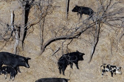 1 Dead, 6 Injured After Wild Pig Goes on Rampage in Jharkhand Village