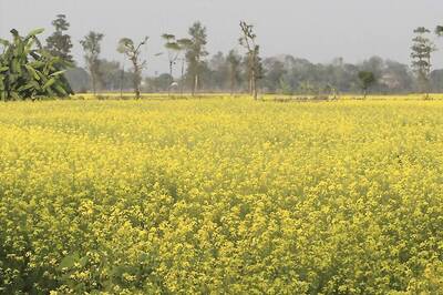 Will Take Policy Decision on GM Mustard Crop, Centre Tells Supreme Court