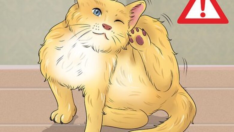 How to Deal with Cat Food Allergies