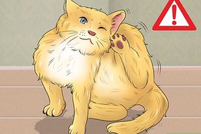 How to Deal with Cat Food Allergies
