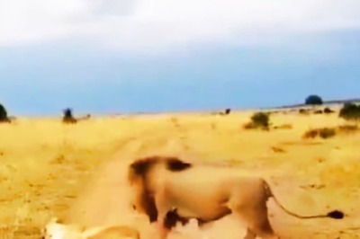 Watch: Lioness' Reaction To Lion Disturbing Her Sleep Makes Internet Go ROFL