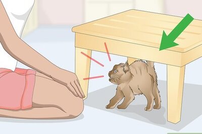 How to Form a Bond With an Angry, Scared Cat