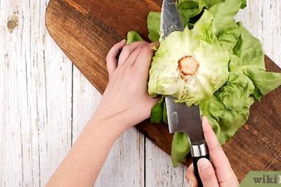 How to Grow Lettuce from an Old Lettuce Stem