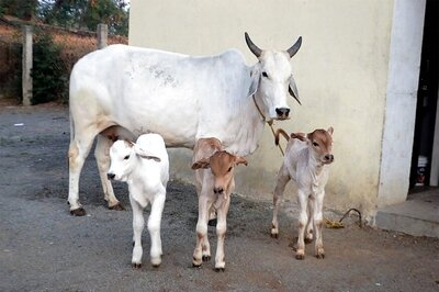 IVF Calf Born to Surrogate Cow in Mobile Lab at Pune Farm