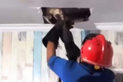 Watch: Large Monitor Lizard Rescued From Kitchen Roof In Indonesia