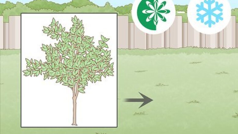 How to Plant a Pear Tree