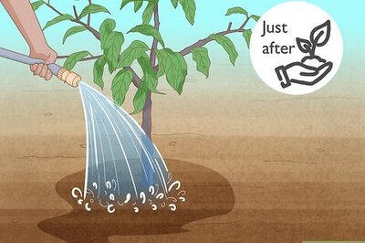 How to Take Care of a Tree